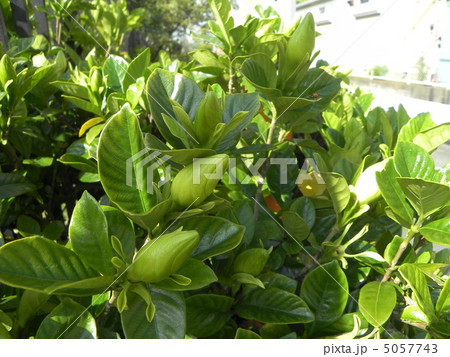 クチナシ 5057743