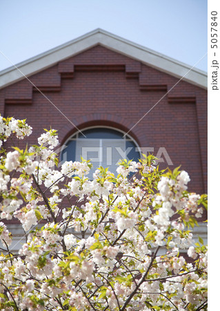 造幣局通り抜けの桜 5057840