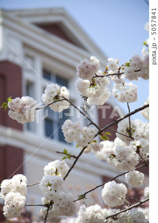 造幣局通り抜けの桜 5057841