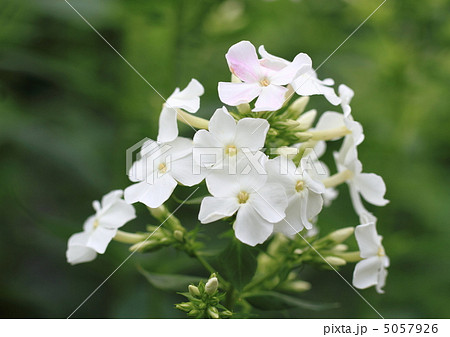 白い草夾竹桃 5057926