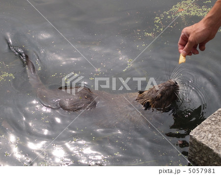 ヌートリア ヌートリア 5057981