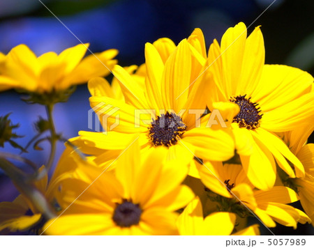 ヤナギバヒマワリ 5057989