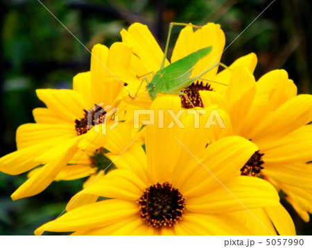 ヤナギバヒマワリとクツワムシ 5057990