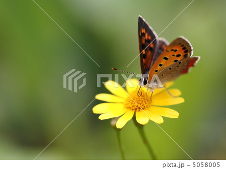 ダールベルグデージーの紅小灰蝶 5058005