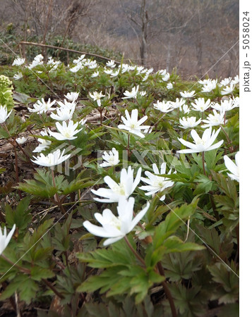 無題 無題 5058024