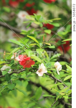 赤と白のボケの花 赤と白のボケの花 5058072