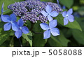 あじさい 5058088