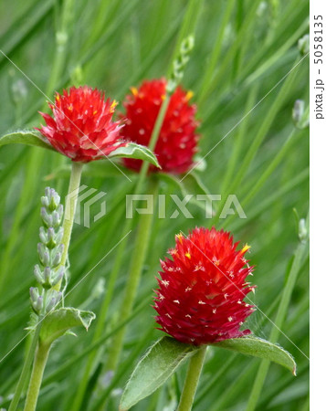 千日紅 千日紅 5058135