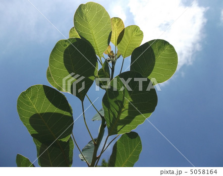 陽に透かして葉脈を見よう 5058164