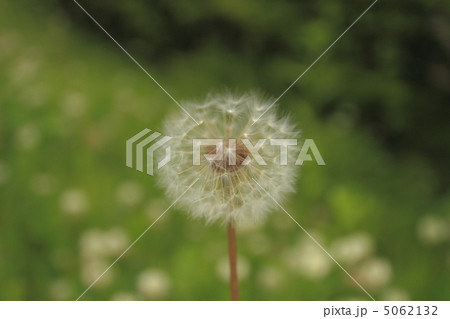 わたぼうし 5062132