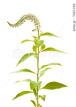 トラノオ トラノオ 5062169