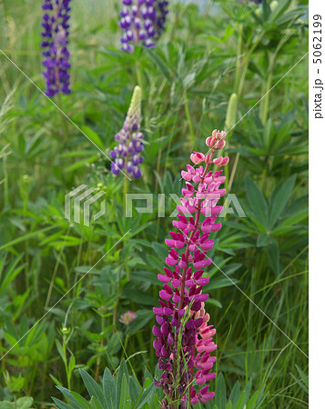 ルピナス 5062199