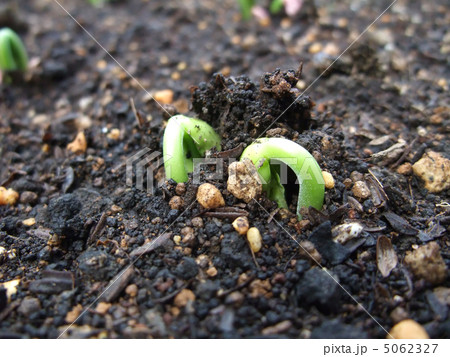 発芽 5062327