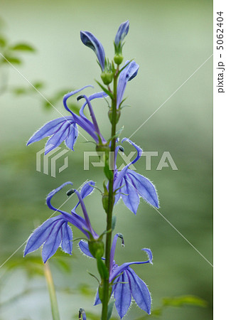 サワギキョウ サワギキョウ 5062404