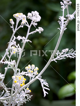 シロタエギク　 5062438