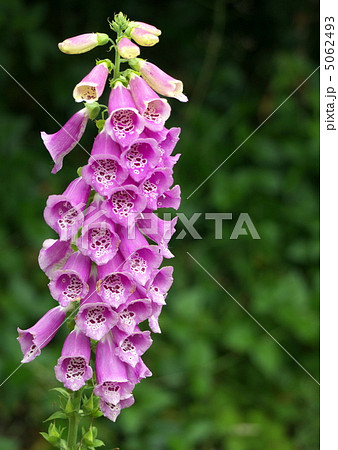 ジギタリス 5062493