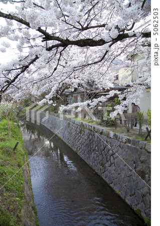 桜の哲学の道 5062503