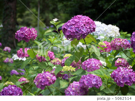 紫陽花　 5062514