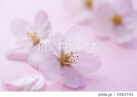 サクライメージ サクライメージ 5062542