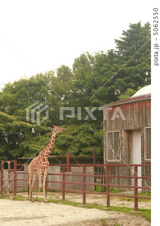 キリン キリン 5062550