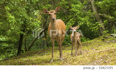 奈良公園の鹿 5062595