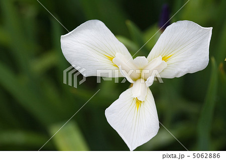 菖蒲の花 5062886