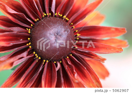 ルドベキア 5062907