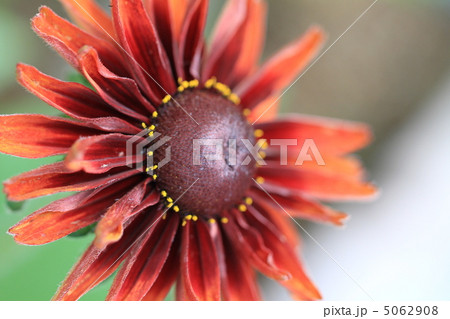 ルドベキア 5062908