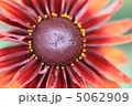ルドベキア 5062909