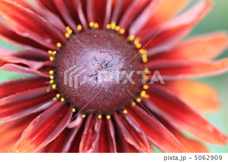 ルドベキア ルドベキア 5062909