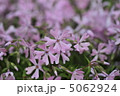 芝桜 5062924