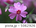 芝桜 5062926