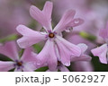 芝桜 5062927