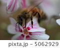 芝桜 5062929