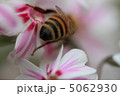 芝桜 5062930