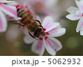 芝桜 5062932