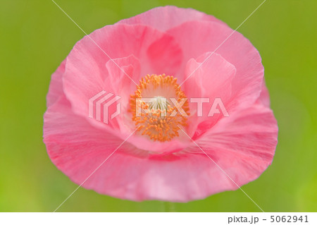 春の花 5062941