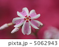 芝桜 5062943