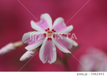 芝桜 5062943