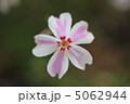 芝桜 5062944