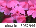 芝桜 5062946