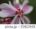 芝桜 5062948