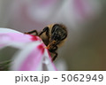 芝桜 5062949