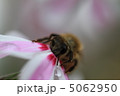 芝桜 5062950