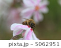 芝桜 5062951