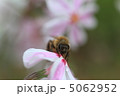 芝桜 5062952