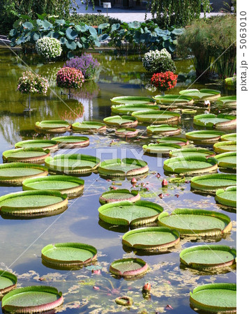 オオオニバス オオオニバス 5063010