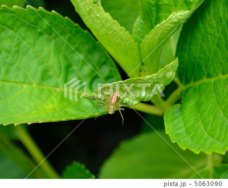 アジサイの葉の上のササグモ 5063090