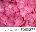 あじさい 5063277