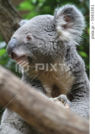 コアラ 5063361